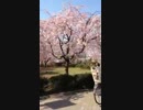 木場公園の桜2012年バージョン