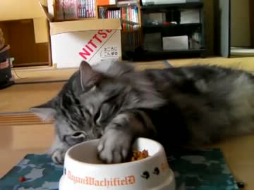 寝ながら手でカリカリを食べるずぼら猫