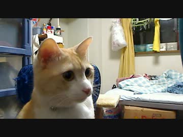 でぶじゃないと抗議するくまちゃん