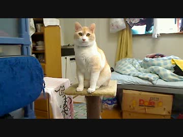 あかんことになるくまちゃん