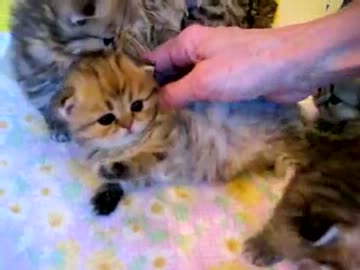 子猫てんこ盛り