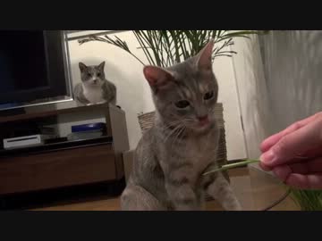 モアレとクリエ 「ネコ草はむはむ」