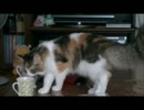 猫っていいよね～猫の日常~その２