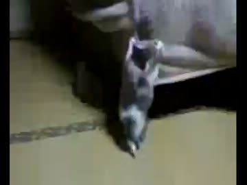 今年の３月11日生まれの仔猫たち