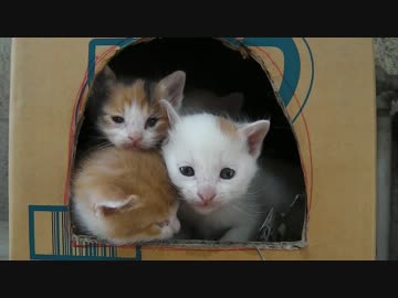 新子猫五匹その５　「子猫がないた！！」