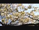 【グラディウス400】遠山桜と市房ダム湖の桜見ツー
