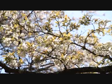 【グラディウス400】遠山桜と市房ダム湖の桜見ツー