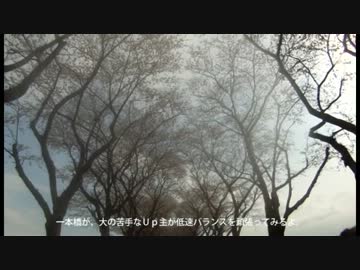 日米親善桜祭りに行ってみた。
