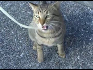 コイツら「うどん」好き過ぎだろｗ