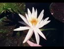 N'arc en ciel　（DEMO）