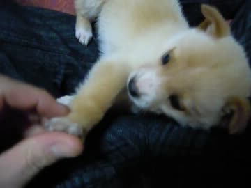 子犬を貰ってきた（2日目）