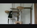 大型キャットタワーに出会う猫【その４】