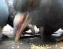 ハトまっしぐら
