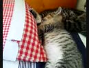 眠気には勝てないｗ2