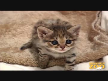 手のひらサイズの子猫