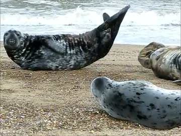 ハイスピードカメラで見るアザラシのひなたぼっこ