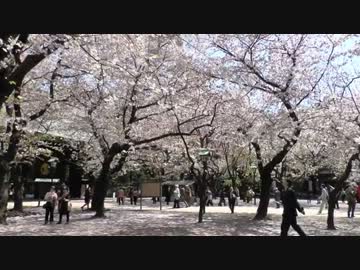 今日の靖国神社(カメラテスト）