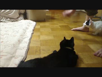 【ニコ生】ダブルニャリアット【猫ミ,,・∀・,ﾐ】
