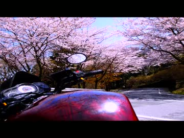【バイク車載動画】大平山桜並木【GoPro】