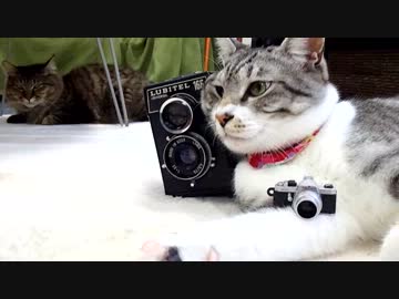 背後の猫に睨まれて、ドキッとする猫