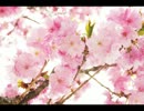 【オリジナルピアノ曲】さくら色の気持ち