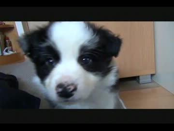 我が家に犬がやってきた！