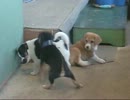 【修正】はしゃぐわんこ