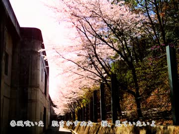 【NNI】さくら：Vocal朱奈【オリジナル】