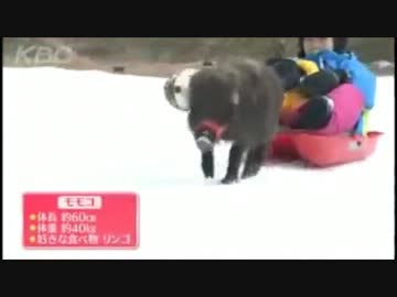 七彩牡丹