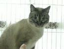 野良猫王子ジャンくんが来て４ヶ月経ちました