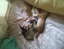 猫動画（テスト）