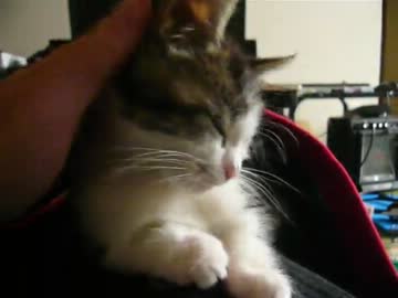 甘噛みしてくる子猫