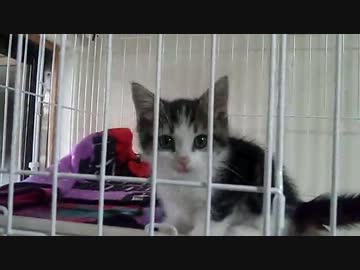ケージを登る子猫