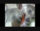 子犬成長記録２