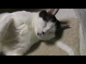 ちゃとらとはちわれ　2年前と昨日