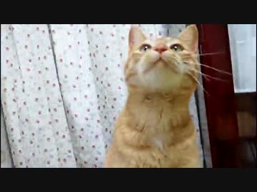 にぼしに夢中ねこ