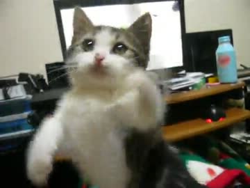 にゃんこが立った