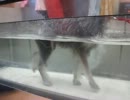 2012-03-24　水中トレッドミル