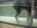 2012-03-24　水中トレッドミル