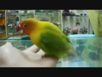 寝室でインコを飼ってはいけない理由