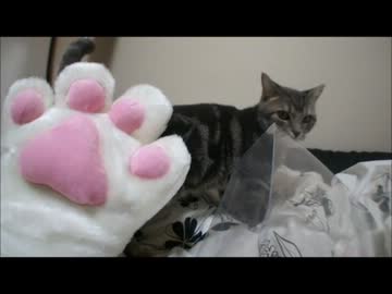 ツンギレのうちの猫と巨大肉球