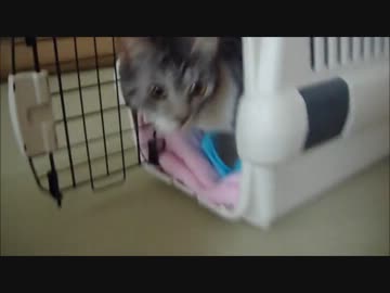 元ハム飼いが、猫始めました