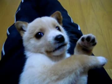 子犬を貰ってきた（６日目）