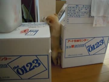 子犬を貰ってきた（８日目）