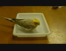 オカメインコ　録ってみた３