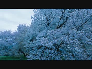 一心行の大桜