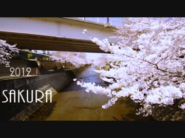 2012　SAKURA