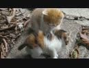 新子猫五匹その７　「子猫大暴走中！！」