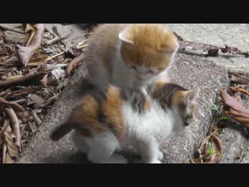 新子猫五匹その７　「子猫大暴走中！！」