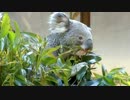 コアラの食事タイム
